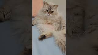 Easily Show Off Your Cats Belly At Home.