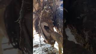 Antebin Hamamları Fare