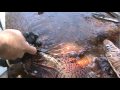 Alex Maillis Gutting and filleting a lion fish.MPG