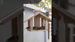 Build Your Own Amazing Wooden Bird Feeder