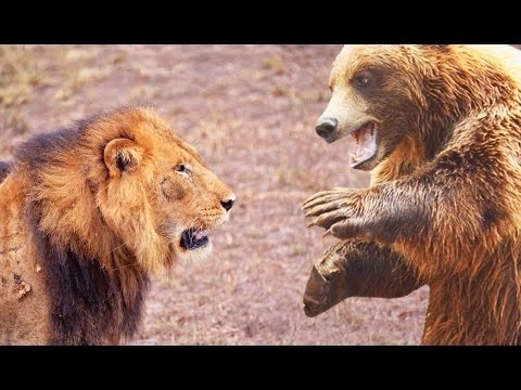 Who would win in a fight between a lion and a bear?