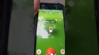 New leaked pokemon found in pokemon go, during chikorita community day!!????