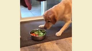 Funny And Cute Dogs EVER
