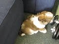 Shih Tzu Mollie attacking the lounge