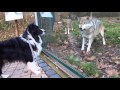 Wolf and dog - friendly encounter