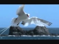 Mishary Rashid Alafasy - Amazing Surah Al Mulk (The Kingdom) with english translation