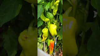 Сладкий Перец Гигант Аконкагуа
