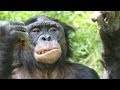 Which Animals Have The Most Sex Which Animals Have The Most Sex