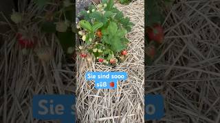 Frische Erdbeeren Ganz Bio Und Sooo Süß Zu Hause