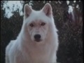 Now! White Wolves: A Cry in the Wild II (1993)