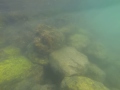 Bahrain Mermaid Sighting images Bahrain Mermaid Sighting