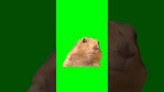 Green Screen Dramatic Chipmunk Meme