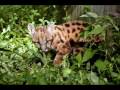 Save Endangered Animals A to Z