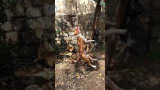 Pitbull Spring Pole Workout Karnataka Pitbul Dogs Han Pitbulls Dogs