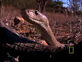 black mamba