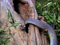 black mamba