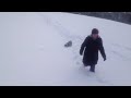 Our jack Russell dog trying to walk in deep snow