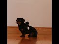 Dachshunds Play