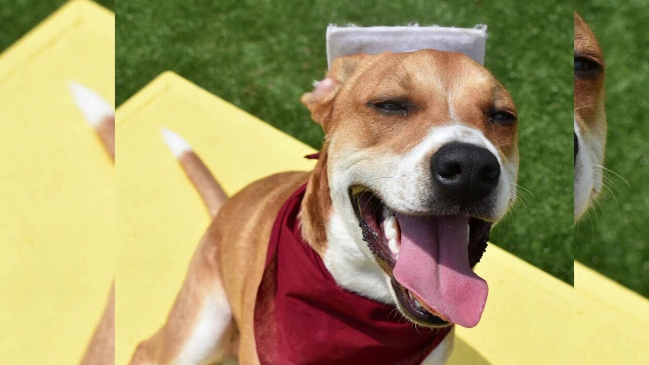 Smart Dogs Training and Lodging Bryzo Freislinger’s Graduation Celebration 1