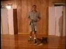 stopping your dog from pulling