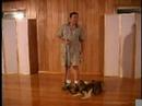 stopping your dog from pulling