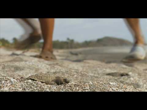 Adaptation of turtle beach Junquillal to climate change (by CAVU and WWF, 8 min English version)