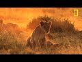 Lions