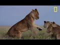 Lions