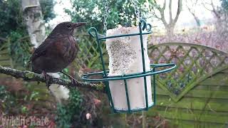Dec 11 Blackbird on fat bar 2
