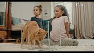 Cute Cats - Cute And Funny Cat Videos Compilatiopn