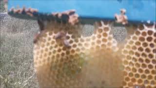 28 Mayıs 2022 Ari Bakimi, Oxalic Acid Damlatma İle Varroa Mücadelesi̇, Üstten Kek Veri̇len Bölme Ari