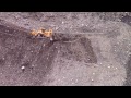 CAT D11T