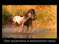 Video Красивая музыка о нежности и любви (Арабатский конь).mp4
