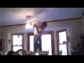 انسان حيوان keek