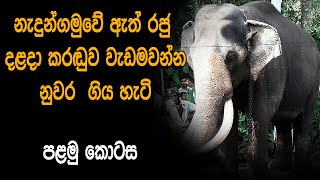 How the Nedungamuwe Elephant King went to Kandy some time ago to carry the Tooth Relic - Part 1
