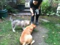 Tricks with a Rescue Dog and Alaskan Malamute Puppy