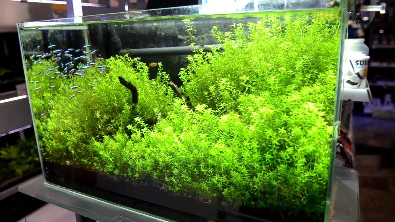 Beautiful 10 Gal Neon Tetra Tank - YouTube