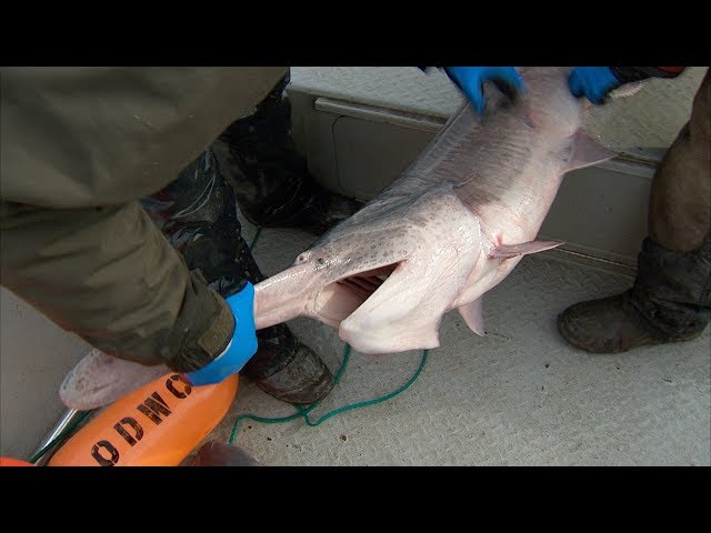 Watch Oklahoma Paddlefish Research on YouTube.