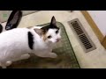 Funny cats Compilation