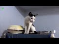 Funny cats Compilation