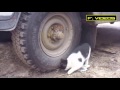 Tom And Jerry Real Life Tom And Jerry Real Life