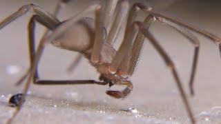 Brown Recluse Spider Fangs!