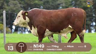 LOTE 12, 13| Remate Braford Estância do Sossego 2021