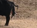 Cow Giving Birth To Twins images Cow Giving Birth To Twins