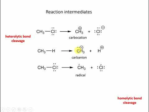 Shape and their relative stability of Reactive Intermediates