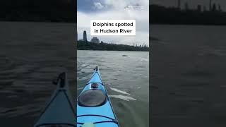 Dolphins Spotted In
