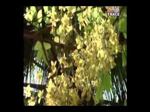 thgiruvatira thiruvarangil