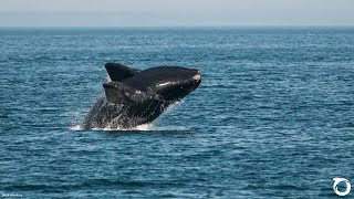 VIDEO: Oceana US and Canada Team Up to Save North Atlantic Right Whales | Oceana
