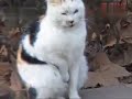 image Lucu Dan Gokil Kucing Sedang Onani