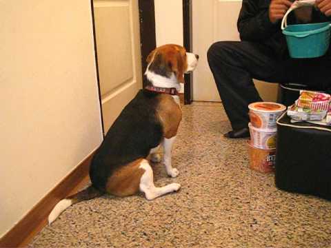 volpino italiano vs pomeranian beagle gucci videolike volpino italiano vs pomeranian beagle gucci videolike